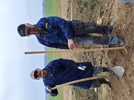 Sajenje medovitih rastlin 10